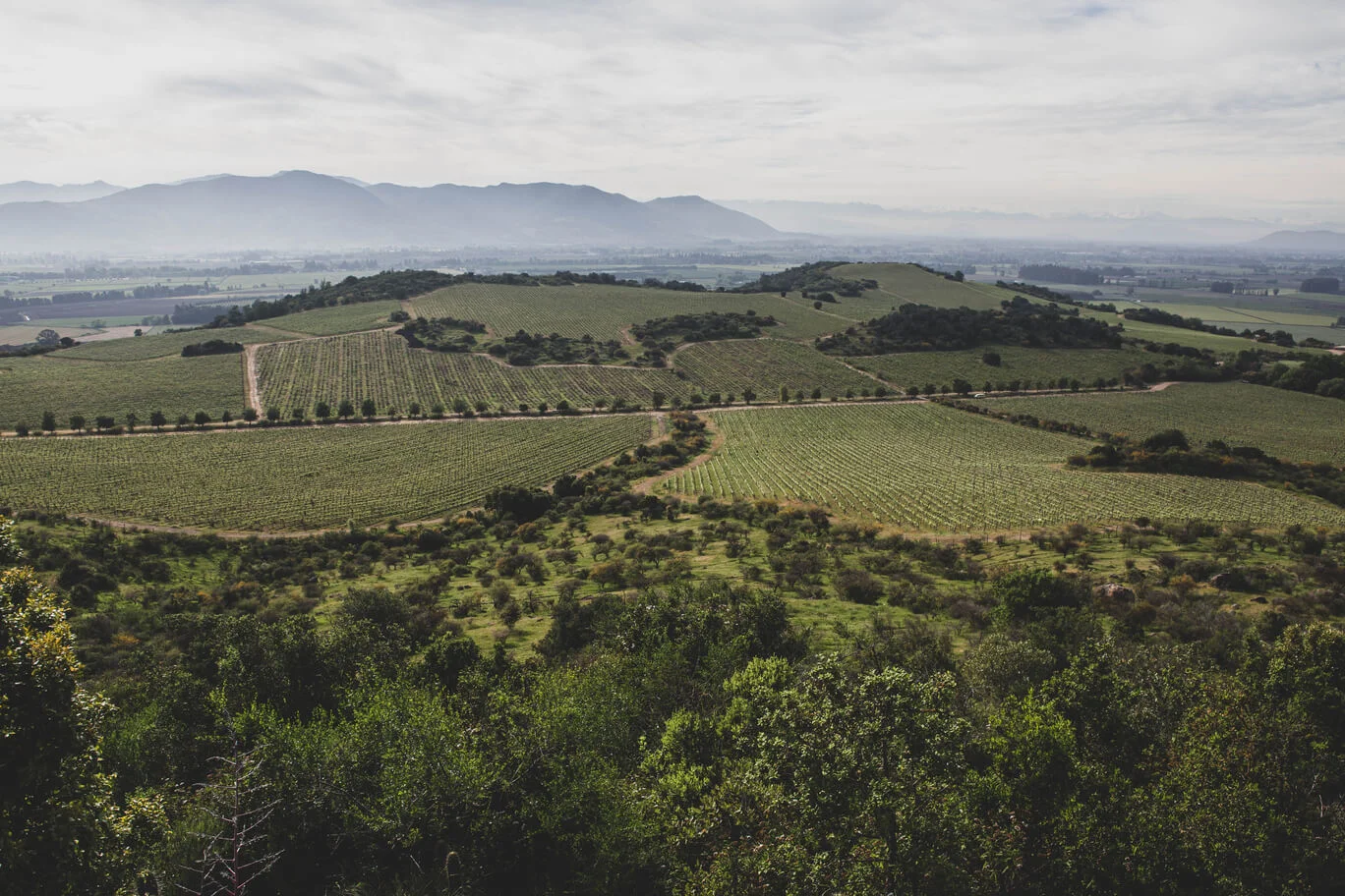 Viñedos que conviven armónicamente con el bosque nativo esclerófilo de la zona, preservando su biodiversidad.