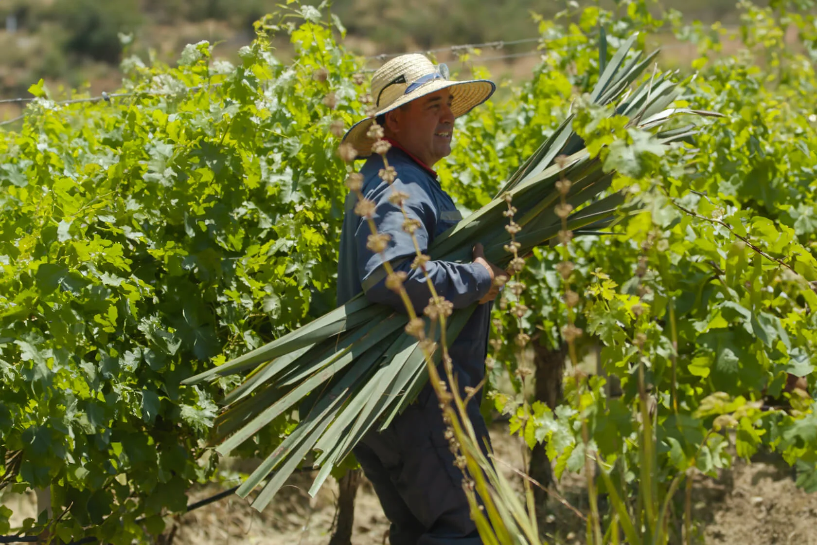 Uso de Pita, una planta nativa chilena, en reemplazo de amarras plásticas, reduciendo residuos y cuidando nuestras parras en el viñedo.